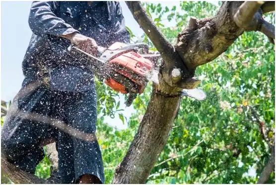 tree services Westlake Corner